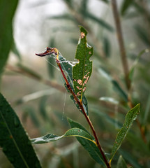Photo by: Andrzej Porzezinski (www.flickr.com/andrzejpor)