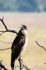 Serpent Eagle perched