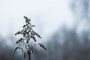 branches of a tree