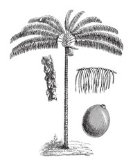 Oenocarpus (Oenocarpus distichus) / vintage illustration from Meyers Konversations-Lexikon 1897