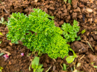 green of carrot on the brown soil