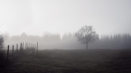 fog in forest