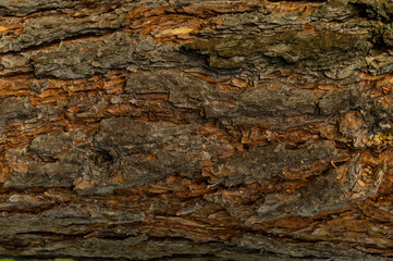 Textured bright pine bark close-up