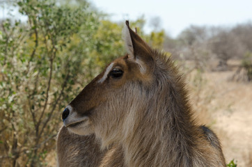Cobe à croissant , Waterbuck,  Kobus ellipsiprymnus, Parc national du Pilanesberg, Afrique du Sud