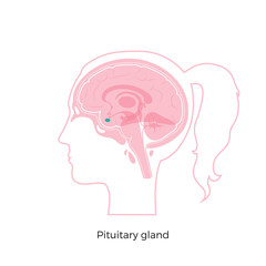 Vector isolated illustration of Pituitary gland 