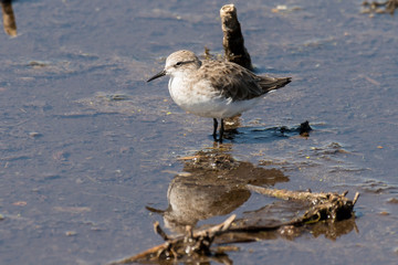 Bécasseau minute,.Calidris minuta, Little Stint