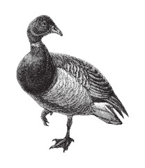 Brant Goose (Branta bernicla) / vintage illustration from Meyers Konversations-Lexikon 1897