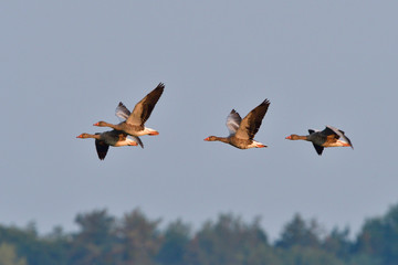Graugänse im Herbst in der Oberlausitz