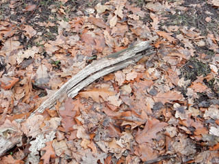 dried brown leaves and fallen branches of northern Canadian oak on autumn grass