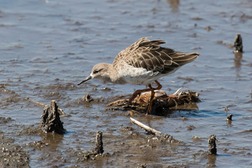 chevalier combattant, Combattant varié, Philomachus pugnax