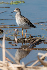 chevalier combattant, Combattant varié, Philomachus pugnax