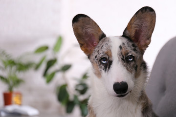Naklejka na ściany i meble A blue merle corgi with big ears and funny fur stains sitting at home on gray textile sofa. Cardigan welsh corgi dog on a couch. Close up, copy space, background.