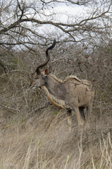 Grand koudou, mâle, Tragelaphus strepsiceros, Afrique du Sud