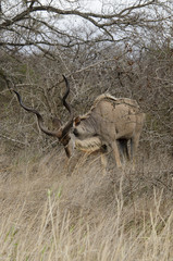 Grand koudou, mâle, Tragelaphus strepsiceros, Afrique du Sud