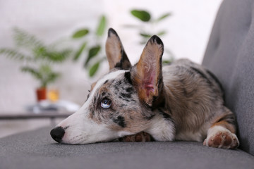 A blue merle corgi with big ears and funny fur stains sitting at home on gray textile sofa. Cardigan welsh corgi dog on a couch. Close up, copy space, background.