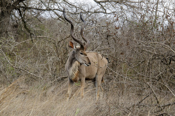 Grand koudou, mâle, Tragelaphus strepsiceros, Afrique du Sud