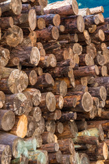 Wooden logs of pine woods in the forest, stacked in a pile.