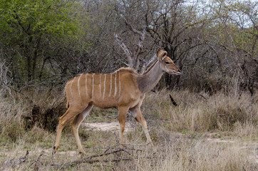 Grand koudou, femelle, Tragelaphus strepsiceros, Afrique du Sud
