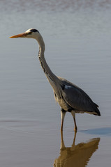 Héron cendré, Ardea cinerea, Grey Heron