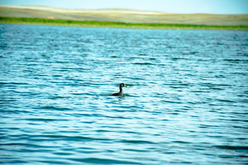 duck on the lake
