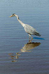 Héron cendré, Ardea cinerea, Grey Heron