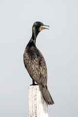 Cormorant perched to dry its wings