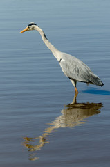 Héron cendré, Ardea cinerea, Grey Heron