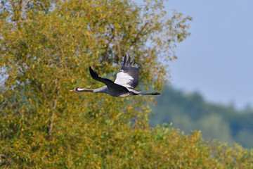 Kraniche im Herbst in der Oberlausitz	