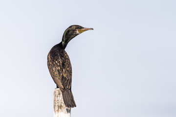 Cormorant perched