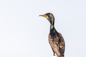 Cormorant perched