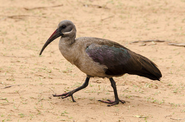 Ibis hagedash,.Bostrychia hagedash, Hadada Ibis
