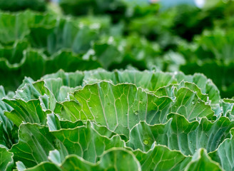 Fresh condition in cabbage garden in the morning, green organic vegetable background.