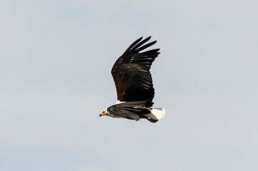 Pygargue vocifère,.Haliaeetus vocifer , African Fish Eagle, Parc national Kruger, Afrique du Sud
