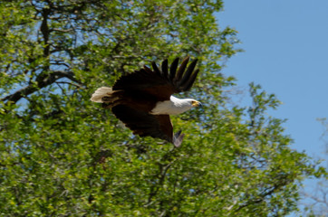 Pygargue vocifère,.Haliaeetus vocifer , African Fish Eagle, Parc national Kruger, Afrique du Sud