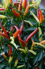 red hot chili peppers