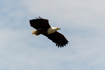 Pygargue vocifère,.Haliaeetus vocifer , African Fish Eagle, Parc national Kruger, Afrique du Sud