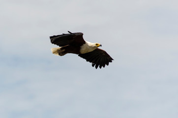 Pygargue vocifère,.Haliaeetus vocifer , African Fish Eagle, Parc national Kruger, Afrique du Sud