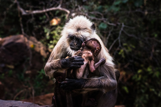 Unconditional Love of mother grey faced langoor