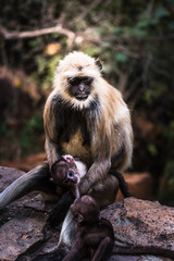 Unconditional Love of mother grey faced langoor