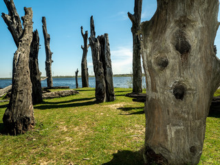 Dead trees fished out of the water and erected in the Maasplassen.