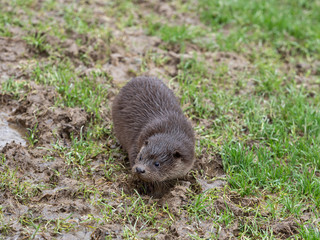 Young eurasian otter (Lutra lutra) cub / pup