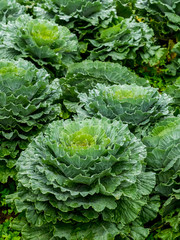 Fresh condition in cabbage garden in the morning, green organic vegetable background.
