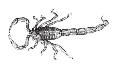 Common Yellow Scorpion (Buthus occitanus) / vintage illustration from Meyers Konversations-Lexikon 1897