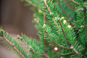Christmas tree branche close up.