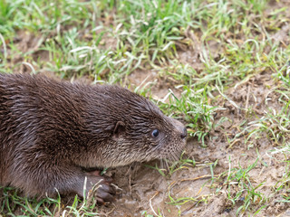 Young eurasian otter (Lutra lutra) cub / pup