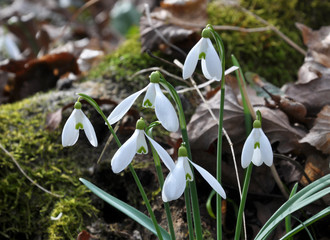 In the forest in spring snowdrops bloom