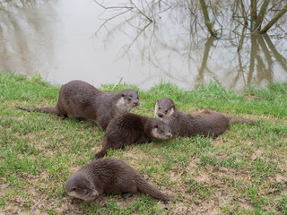 Naklejka na ściany i meble Eurasian otter (Lutra lutra) family on pond bank.