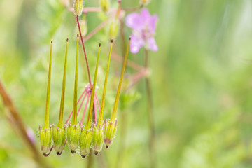 Erodium cicutarium, also known as redstem filaree, redstem stork's bill, common stork's-bill or pinweed, is a herbaceous annual – or in warm climates, biennial – member of the family Geraniaceae. 