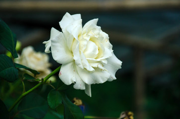 Soft focus beautiful white rose with leave in background. with nature background, Thailand