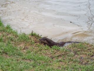 Young eurasian otter (Lutra lutra) cub / pup